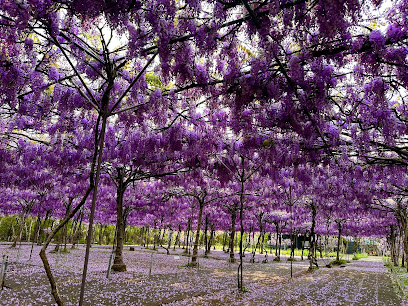 淡水紫藤花園-二號水源園區