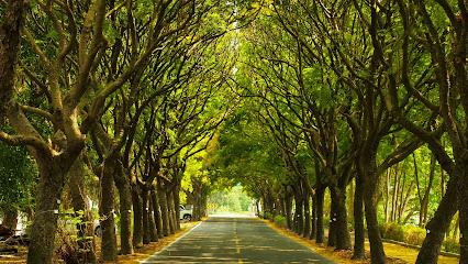 台灣欒樹綠色隧道