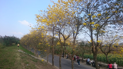 朴子溪苦楝花道