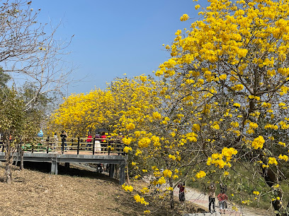 嘉義八掌溪堤防黃金風鈴木步道