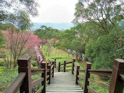 樹林大同山櫻花林步道