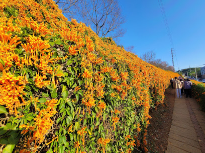 銅鑼炮仗花海公園