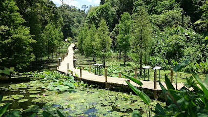 落羽松步道