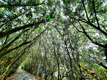 隘寮溪堤頂綠色隧道