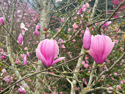 楓樹湖木蓮花