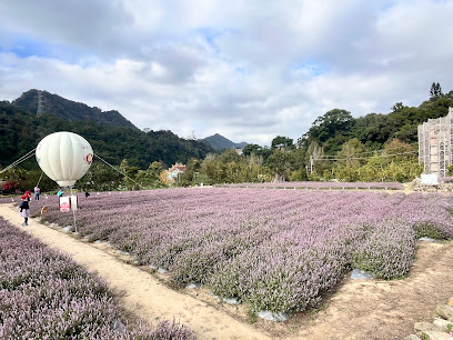 苗栗獅潭仙草花海