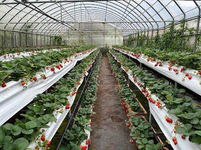 草莓世界(strawberry world)目前草莓季已結束，年底12月～開放採果